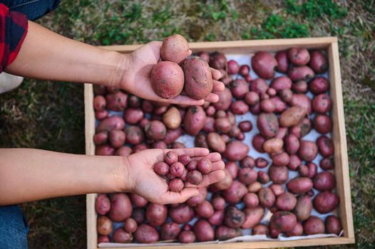 Top view. Farmer's hands holding small potato in one hand and a large one in the other, above a wooden box with freshly dug organic potatoes. Variety of crops, crop failure. Agriculture. Harvest time