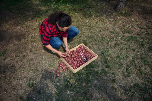 View from above of an eco farmer, in plaid shirt and blue denim jeans, sorting freshly dug out potatoes into a wooden crate, for sale in local farmers markets. Agricultural hobby agribusiness concept