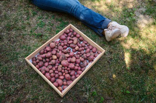 Top view of the legs in blue denim jeans of a blurred woman farmer agronomist, resting on the grass of the backyard of a countryside house, next to a wooden crate of freshly dug organic potatoes.
