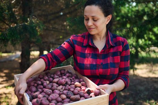 Charming middle-aged woman farmer, in a plaid shirt carrying a wooden box of freshly dug potatoes in organic farm. Harvesting. Seasonal harvest time. Agriculture. Agribusiness. Growing eco vegetables