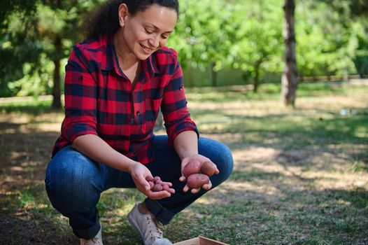 Pleasant successful Hispanic woman, gardener, agronomist sorting fresh crop of organic potatoes harvested in ecologically clean agricultural field into an eco wooden crate for sale in farmers markets