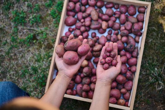 Details: Farmer's hands holding small potato in one hand and a large one in the other, above a wooden crate with freshly harvested crop of organic potatoes. Variety of crops, crop failure. Agriculture