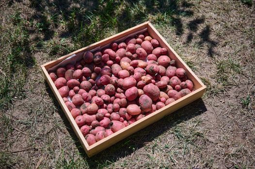 View from above of wooden crate with freshly dug out crop of potatoes. Growing and harvesting organic vegetables in an eco farm. Agriculture. Seasonal harvest time. Agribusiness. Copy ad space