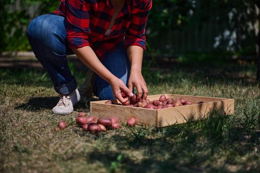 Cropped view of a gardener, in a plaid shirt and blue denim jeans, sorting freshly dug out potatoes into a wooden crate, for sale in local farmers markets. Agricultural hobby and business concept