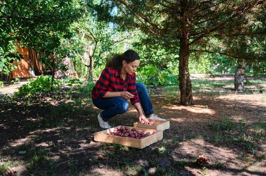Farmer woman sorting out potatoes. Gardener inspects crop on ground, potato tubers. Tasty food. Collection, cultivation harvest. Female eco farm worker on fertile soil with harvest potatoes