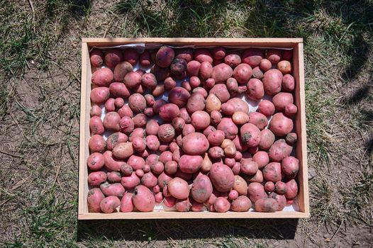 Top view of wooden crate with freshly dug out crop of potatoes. Growing and harvesting organic vegetables in an eco farm. Agriculture. Seasonal harvest time. Agribusiness. Copy ad space. Flat lay
