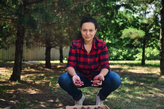 Cute woman, eco farm worker, in a plaid shirt and blue denim jeans, sorting freshly dug out potatoes into a wooden crate, for sale in local farmers markets. Agricultural hobby and business concept