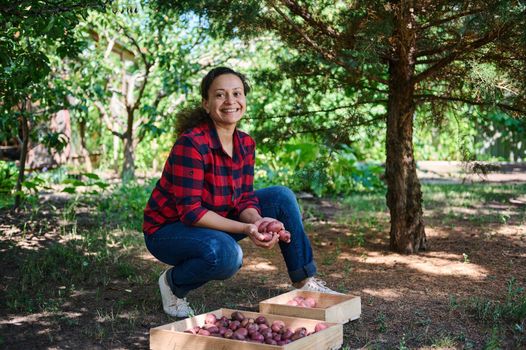 Eco farming. Harvesting potatoes in senior farmer's fields. Organic gardening. Vegetable cultivation biology concept. Cultivating natural pure, fresh product. Digging potatoes in ecological garden