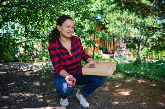 Successful multiethnic woman in plaid shirt, amateur farmer, smiles looking aside, sorting freshly dug potatoes into wooden boxes, on the backyard of her country house. Agricultural hobby and buisness