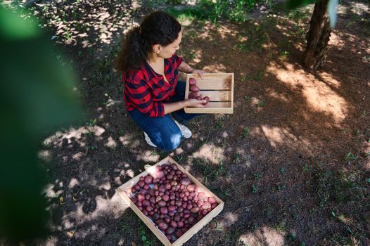 Top view of female farmer, eco farm worker, agronomist sorting freshly dug potatoes in wooden crates. Harvesting. Growing organic vegetables for sale. Harvest season. Agribusiness. Agricultural hobby