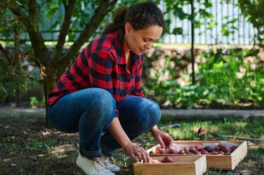 Successful woman, amateur farmer, eco farm worker sorting ripe potatoes in a wooden box, agriculture, an agronomist on rural land, harvesting vegetables from the soil. Business production in field