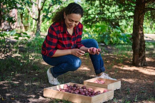 Farmer agriculturist sorting out potatoes. Pleasant woman gardener inspects crop on ground, potato tubers. Female eco farm worker on fertile soil with harvest organic potatoes. Seasonal harvest time