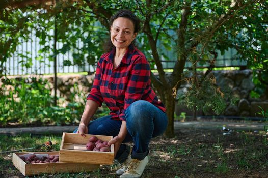 A farmer woman collecting dug up potatoes in a wooden crate. Work in the farm field. Harvesting campaign, recruiting seasonal workers. Pick, sort and pack vegetables. Organic gardening and farming.