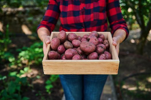 Close-up of a gardener in a red plaid shirt, holding a wooden crate of harvested organic dug up potatoes, for sale at the local farmers market. Gardening. Eco farming. Vegetable delivery concept