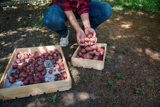 Cropped view. Hands of farmer, agriculturist sorting freshly dug potatoes in wooden crates. Harvesting. Growing organic vegetables for sale. Harvest time. Agribusiness. Agricultural hobby. Eco farming
