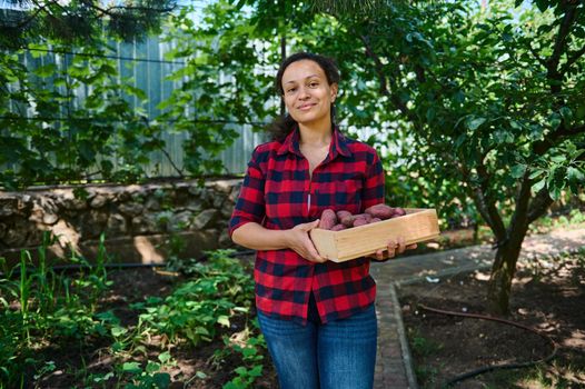 Hispanic pretty woman, amateur farmer carrying a wooden crate of freshly harvested organic potatoes, cultivated in her own eco farm. Agriculture. Agribusiness. Harvest time. Vegetable delivery concept