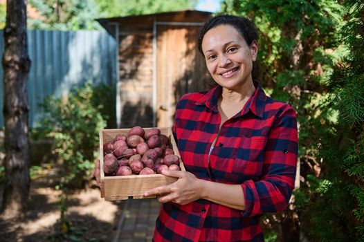 Pleasant Caucasian woman, successful eco farm owner, agriculturist holding wooden crate with freshly dug pink potatoes and cutely smiles to camera. Harvesting organic potatoes grown on organic farm.