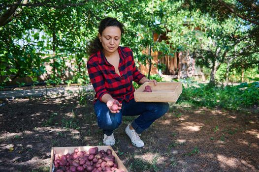 Serene Hispanic woman in a plaid shirt, amateur farmer, agronomist, sorting freshly dug potatoes into wooden crates, on the backyard of her country house. Agricultural hobby and buisness. Harvest time