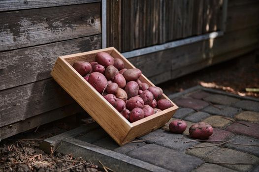 Close-up. Wooden crate with fresh harvested crop of organic pink potatoes on a wooden rustic door background. Growing and harvesting vegetables in eco farm, for sale in farmer's markets. Agribusiness.