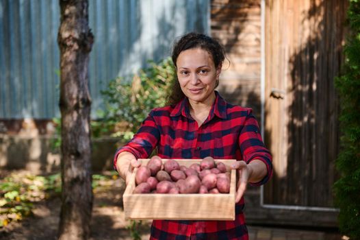 Pleasant multiethnic woman eco farmer, agriculturist holding out a wooden box with freshly dug pink potatoes to camera. Harvesting organic potatoes grown on an organic farm. Agriculture, Eco farming