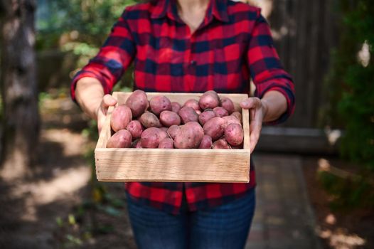 Focus on wooden crate with harvested organic potatoes in the hands of a woman farmer, agriculturist in a red plaid shirt. Agricultural hobby and business. Eco farming. Agricultural hobby and business