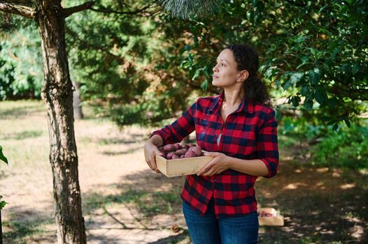 Front view of a woman farmer walking, carrying a box of fresh harvested crop of organic pink potatoes on an organic farm. Happy young female gardener harvesting agricultural plants on the farmhouse.