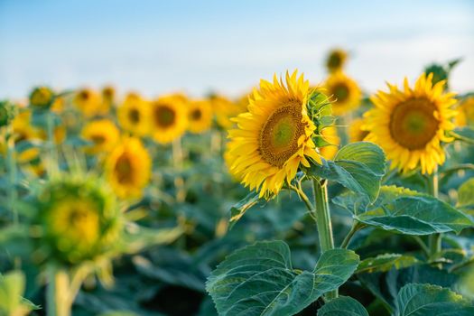 A beautiful field of sunflowers against the sky in the evening light of a summer sunset. Sunbeams through the flower field. Natural background. Copy space