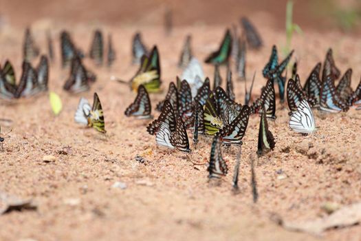 Group of  butterfly on the ground (Common Jay, Graphium antiphates itamputi (Butler),  Small Grass Yellow, Striped Albatross) 