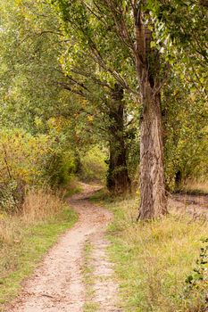 Ukraine, Kyiv - 3 October 2020:: Footpath road in forest near lake