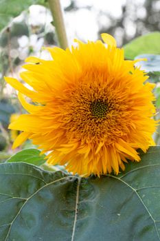 Blossom Decorative Sunflower in small city garden