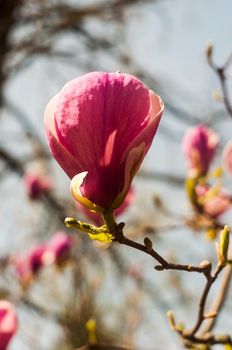 Magnolia tree blossom