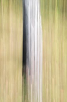 Abstract wood trees background. Camera low shutter panning shot