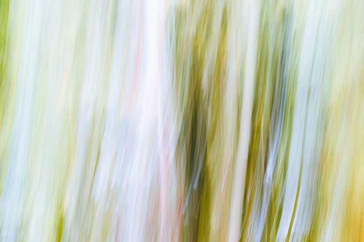 Abstract wood trees background. Camera low shutter panning shot