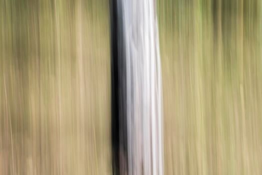 Abstract wood trees background. Camera low shutter panning shot