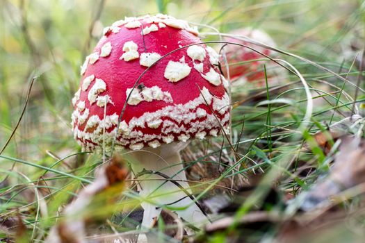 Mushroom Amanita Muscaria close up in fall autumn forest