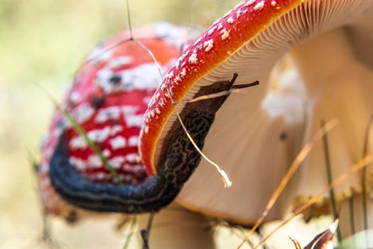 Mushroom Amanita Muscaria close up in fall autumn forest