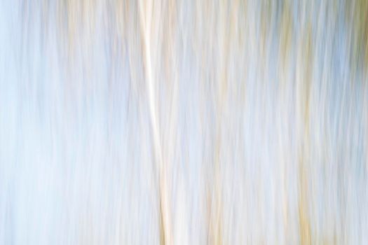 Abstract wood trees background. Camera low shutter panning shot