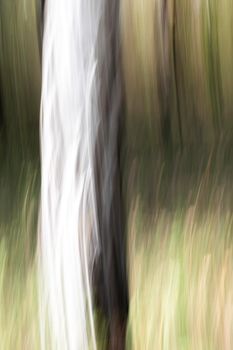 Abstract wood trees background. Camera low shutter panning shot