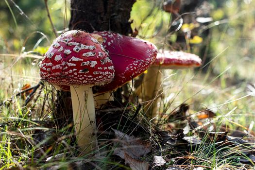 Mushroom Amanita Muscaria close up in fall autumn forest