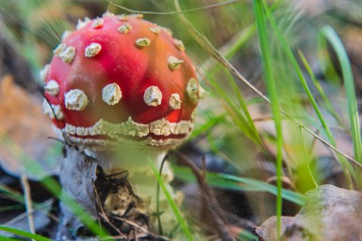 Mushroom Amanita Muscaria close up in fall autumn forest