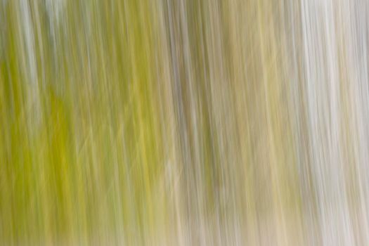 Abstract wood trees background. Camera low shutter panning shot