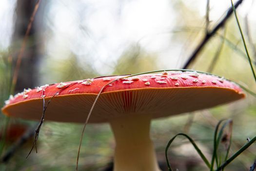 Mushroom Amanita Muscaria close up in fall autumn forest