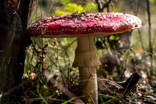 Mushroom Amanita Muscaria close up in fall autumn forest