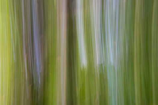 Abstract wood trees background. Camera low shutter panning shot