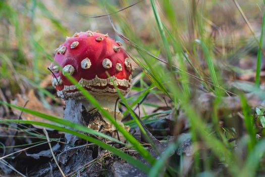 Mushroom Amanita Muscaria close up in fall autumn forest