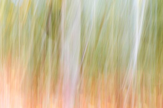 Abstract wood trees background. Camera low shutter panning shot