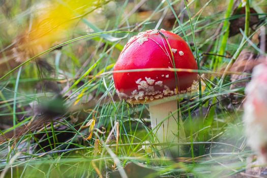 Mushroom Amanita Muscaria close up in fall autumn forest