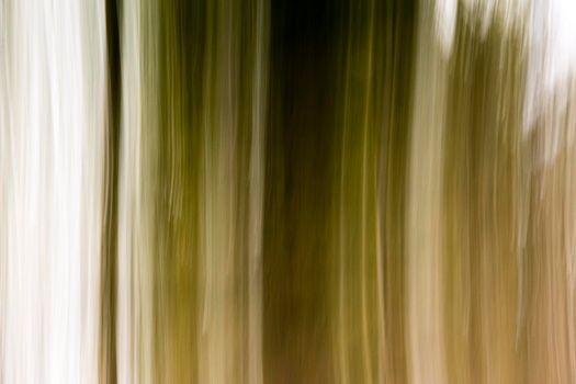 Abstract wood trees background. Camera low shutter panning shot