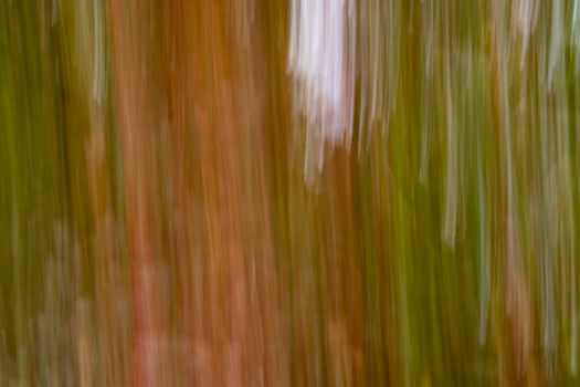 Abstract wood trees background. Camera low shutter panning shot