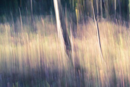 Abstract wood trees background. Camera low shutter panning shot